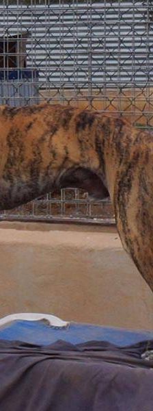 Sony – Galgo-Mischling, Männchen, 2 Jahre 3 Monate, 65520 Bad Camberg – Foto 8
