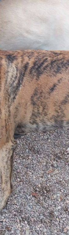 Sony – Galgo-Mischling, Männchen, 2 Jahre 3 Monate, 65520 Bad Camberg – Foto 9