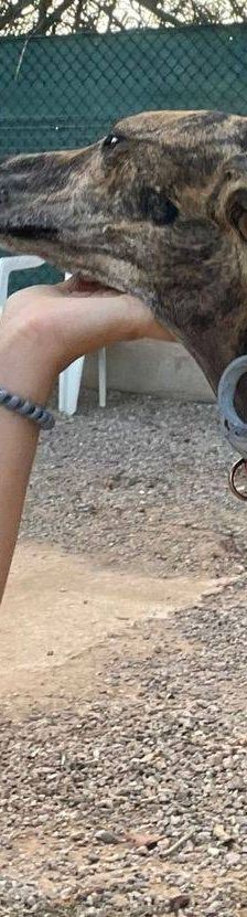 Sony – Galgo-Mischling, Männchen, 2 Jahre 3 Monate, 65520 Bad Camberg – Foto 10