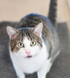 Frederick – EKH, Männchen, Alter unbekannt, 13057 Berlin – Foto 2