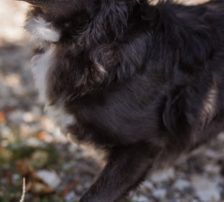 Bluey – Mischling, Männchen, 1 Jahr 9 Monate, Nordic Strays e.V. – Foto 11