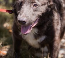 Bluey – Mischling, Männchen, 1 Jahr 9 Monate, Nordic Strays e.V. – Foto 6