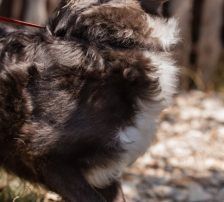 Bluey – Mischling, Männchen, 1 Jahr 9 Monate, Nordic Strays e.V. – Foto 7