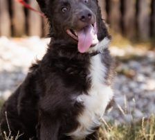 Bluey – Mischling, Männchen, 1 Jahr 9 Monate, Nordic Strays e.V. – Foto 8