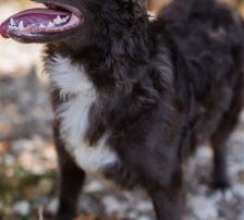 Bluey – Mischling, Männchen, 1 Jahr 9 Monate, Nordic Strays e.V. – Foto 10