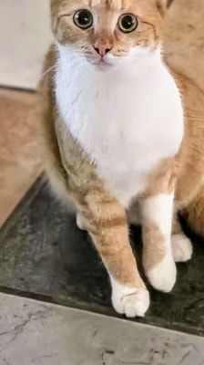 Tyson – Angsthase im XXL-Pelz, Männchen, Alter unbekannt, 39576 Stendal – Foto 1