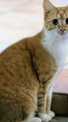 Tyson – Angsthase im XXL-Pelz, Männchen, Alter unbekannt, 39576 Stendal – Foto 2