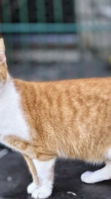 Tyson – Angsthase im XXL-Pelz, Männchen, Alter unbekannt, 39576 Stendal – Foto 3