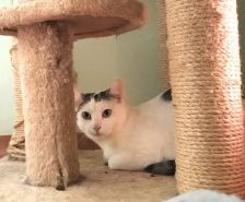 Tyson – Angsthase im XXL-Pelz, Männchen, Alter unbekannt, 39576 Stendal – Foto 25