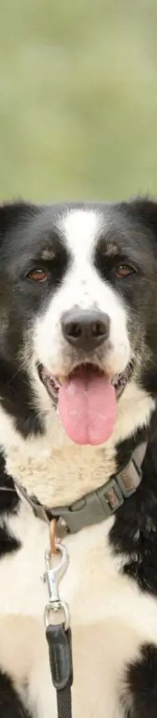 Miko – Border Collie Mix, Männchen, 5 Jahre 5 Monate, 13057 Berlin – Foto 1