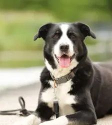 Miko – Border Collie Mix, Männchen, 5 Jahre 5 Monate, 13057 Berlin – Foto 2