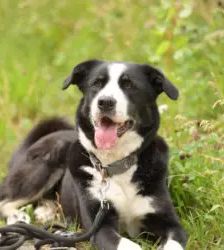 Miko – Border Collie Mix, Männchen, 5 Jahre 5 Monate, 13057 Berlin – Foto 3