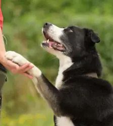 Miko – Border Collie Mix, Männchen, 5 Jahre 5 Monate, 13057 Berlin – Foto 4