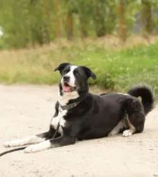 Miko – Border Collie Mix, Männchen, 5 Jahre 5 Monate, 13057 Berlin – Foto 5