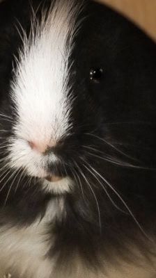 Bonnie – Meerschweinchen, Weibchen, 1 Jahr, 39576 Stendal – Foto 11