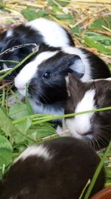 Bonnie – Meerschweinchen, Weibchen, 1 Jahr, 39576 Stendal – Foto 4