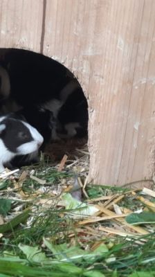 Bonnie – Meerschweinchen, Weibchen, 1 Jahr, 39576 Stendal – Foto 7
