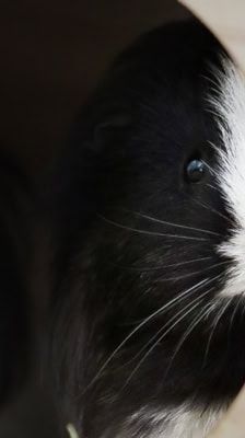 Bonnie – Meerschweinchen, Weibchen, 1 Jahr, 39576 Stendal – Foto 10
