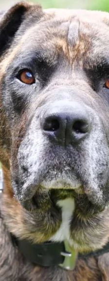 Syliess – Dogo Canario, Männchen, 5 Jahre 11 Monate, 13057 Berlin – Foto 1