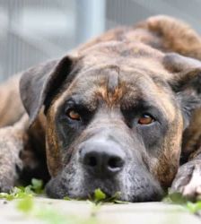 Syliess – Dogo Canario, Männchen, 5 Jahre 11 Monate, 13057 Berlin – Foto 2