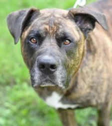 Syliess – Dogo Canario, Männchen, 5 Jahre 11 Monate, 13057 Berlin – Foto 3