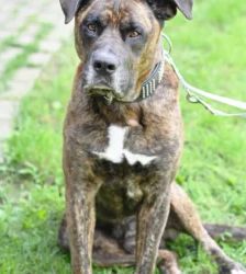 Syliess – Dogo Canario, Männchen, 5 Jahre 11 Monate, 13057 Berlin – Foto 4