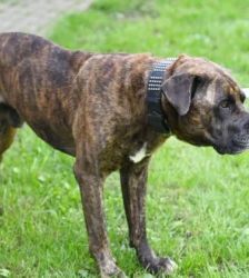 Syliess – Dogo Canario, Männchen, 5 Jahre 11 Monate, 13057 Berlin – Foto 5