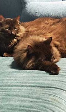 Leo und Sammy – Maine Coon – Mix, Männchen, 1 Jahr, 82031 Grünwald – Foto 1