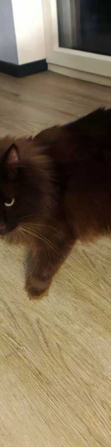 Leo und Sammy – Maine Coon – Mix, Männchen, 1 Jahr, 82031 Grünwald – Foto 2