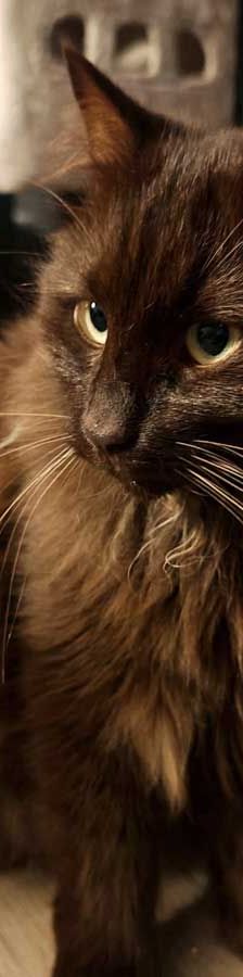 Leo und Sammy – Maine Coon – Mix, Männchen, 1 Jahr, 82031 Grünwald – Foto 4