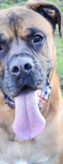 Dobby – Bullmastiff-Mix, Männchen, 3 Jahre, 13057 Berlin – Foto 1