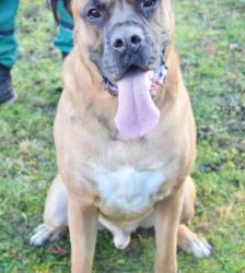 Dobby – Bullmastiff-Mix, Männchen, 3 Jahre, 13057 Berlin – Foto 2