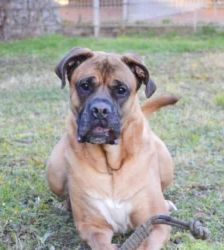 Dobby – Bullmastiff-Mix, Männchen, 3 Jahre, 13057 Berlin – Foto 3
