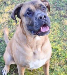 Dobby – Bullmastiff-Mix, Männchen, 3 Jahre, 13057 Berlin – Foto 4