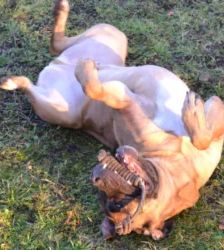 Dobby – Bullmastiff-Mix, Männchen, 3 Jahre, 13057 Berlin – Foto 5