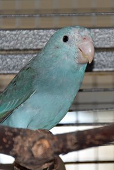 Nico – Sperlingspapageien, Männchen, 1 Monat, 90537 Feucht – Foto 2