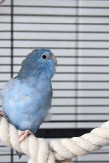 Nico – Sperlingspapageien, Männchen, 1 Monat, 90537 Feucht – Foto 3