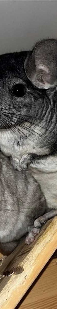 BUZZ – Chinchilla, Männchen, 2 Jahre, 81829 München – Foto 1