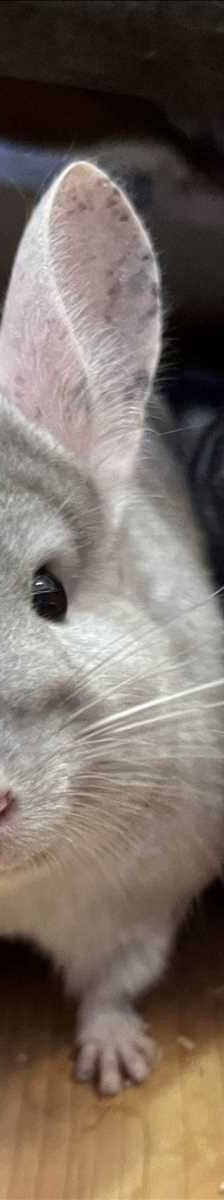 BUZZ – Chinchilla, Männchen, 2 Jahre, 81829 München – Foto 2