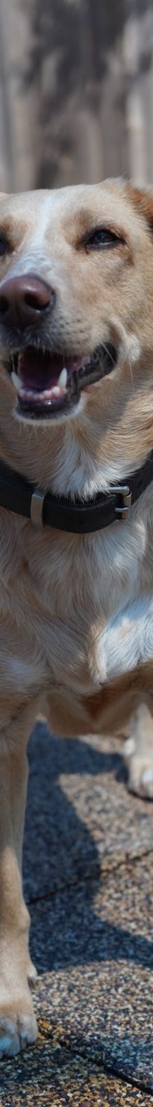 Sunny – Mischling, Weibchen, 2019 Jahre, 97816 Lohr – Foto 12