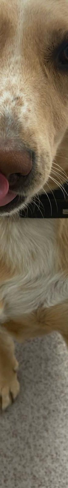 Sunny – Mischling, Weibchen, 2019 Jahre, 97816 Lohr – Foto 14
