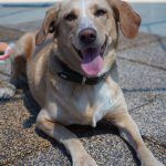 Sunny – Mischling, Weibchen, 2019 Jahre, 97816 Lohr – Foto 15