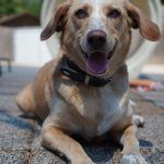Sunny – Mischling, Weibchen, 2019 Jahre, 97816 Lohr – Foto 16