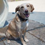 Sunny – Mischling, Weibchen, 2019 Jahre, 97816 Lohr – Foto 17