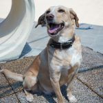 Sunny – Mischling, Weibchen, 2019 Jahre, 97816 Lohr – Foto 18