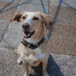 Sunny – Mischling, Weibchen, 2019 Jahre, 97816 Lohr – Foto 19