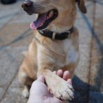 Sunny – Mischling, Weibchen, 2019 Jahre, 97816 Lohr – Foto 20