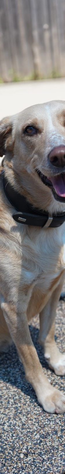 Sunny – Mischling, Weibchen, 2019 Jahre, 97816 Lohr – Foto 3