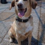 Sunny – Mischling, Weibchen, 2019 Jahre, 97816 Lohr – Foto 21