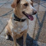 Sunny – Mischling, Weibchen, 2019 Jahre, 97816 Lohr – Foto 22